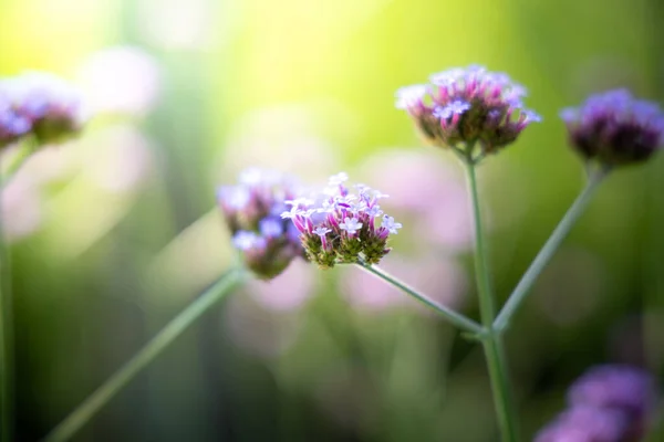 La imagen de fondo de las flores de colores — Foto de Stock