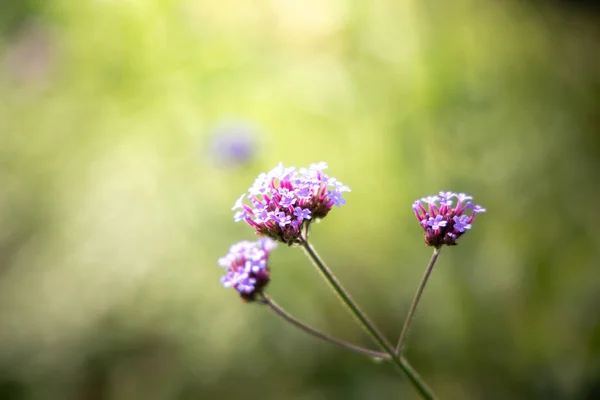 色とりどりの花の背景イメージ — ストック写真