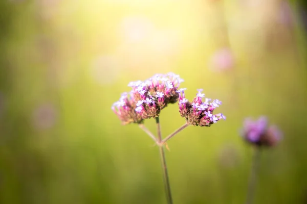 La imagen de fondo de las flores de colores — Foto de Stock