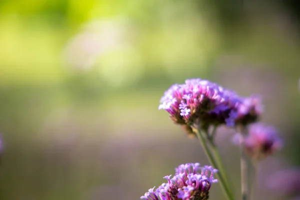 La imagen de fondo de las flores de colores — Foto de Stock