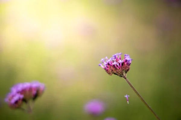 La imagen de fondo de las flores de colores — Foto de Stock