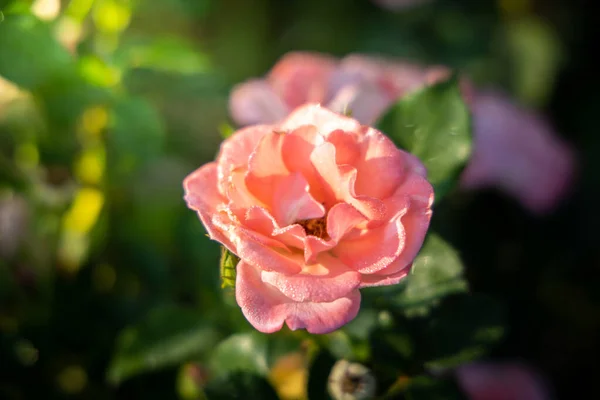 Rosas en el jardín — Foto de Stock