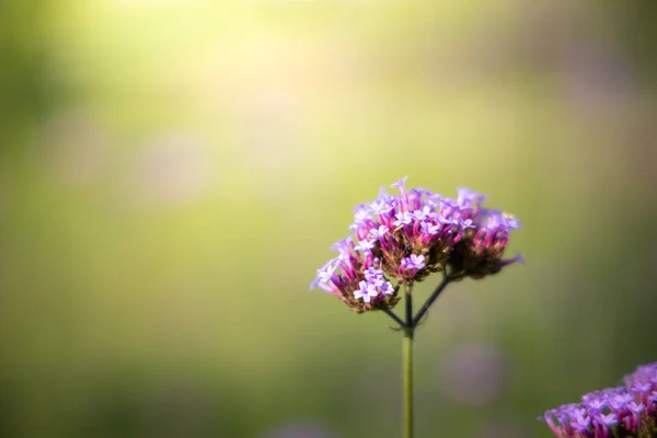 La imagen de fondo de las flores de colores — Foto de Stock