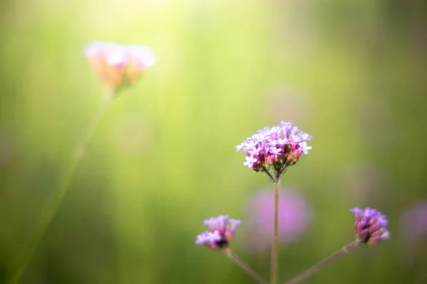 La imagen de fondo de las flores de colores — Foto de Stock