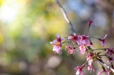 Sakura Chiang Mai, Tayland çiçek açan çiçek çiçekler