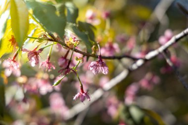 Sakura Chiang Mai, Tayland çiçek açan çiçek çiçekler