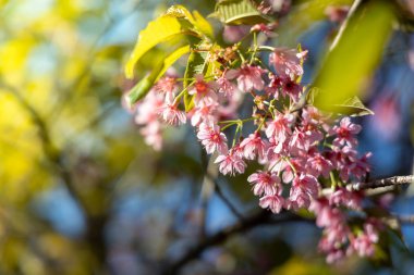 Sakura Chiang Mai, Tayland çiçek açan çiçek çiçekler