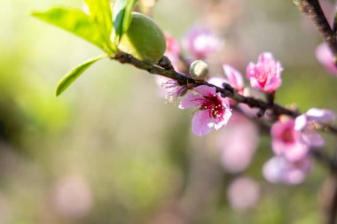 Sakura Chiang Mai, Tayland çiçek açan çiçek çiçekler