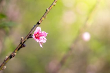 Sakura Chiang Mai, Tayland çiçek açan çiçek çiçekler