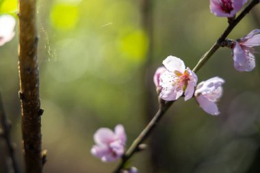Sakura Chiang Mai, Tayland çiçek açan çiçek çiçekler
