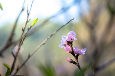 Sakura Chiang Mai, Tayland çiçek açan çiçek çiçekler