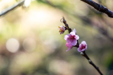 Sakura Chiang Mai, Tayland çiçek açan çiçek çiçekler