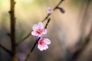 Sakura Chiang Mai, Tayland çiçek açan çiçek çiçekler