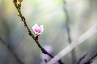 Sakura Chiang Mai, Tayland çiçek açan çiçek çiçekler