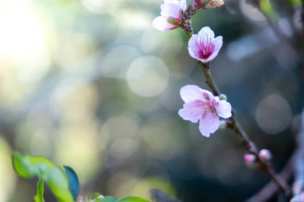 Sakura flores florescendo flor em Chiang Mai, Tailândia — Fotografia de Stock