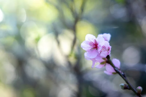 Sakura flores florescendo flor em Chiang Mai, Tailândia — Fotografia de Stock