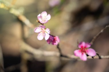 Sakura Chiang Mai, Tayland çiçek açan çiçek çiçekler