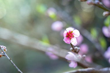 Sakura Chiang Mai, Tayland çiçek açan çiçek çiçekler