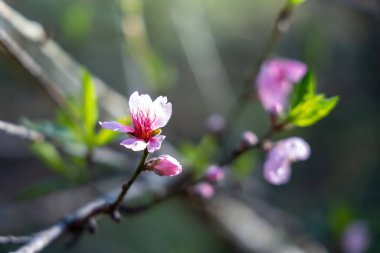 Sakura Chiang Mai, Tayland çiçek açan çiçek çiçekler