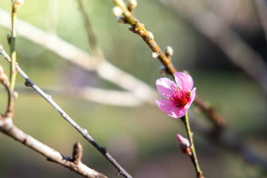 Sakura Chiang Mai, Tayland çiçek açan çiçek çiçekler