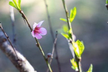 Sakura Chiang Mai, Tayland çiçek açan çiçek çiçekler