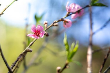 Sakura Chiang Mai, Tayland çiçek açan çiçek çiçekler