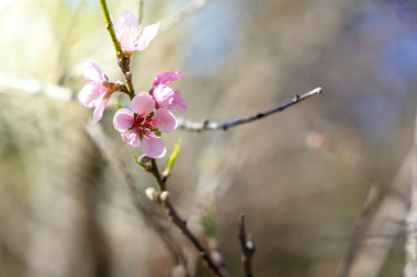 Sakura Chiang Mai, Tayland çiçek açan çiçek çiçekler