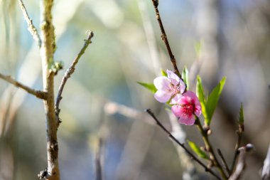 Sakura Chiang Mai, Tayland çiçek açan çiçek çiçekler