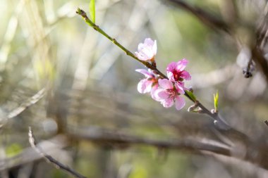Sakura Chiang Mai, Tayland çiçek açan çiçek çiçekler