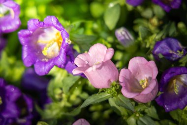 Renkli çiçeklerin arkaplan resmi