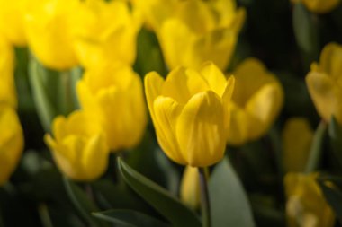 Güzel bir buket lale. Renkli laleler. doğa arkaplanı