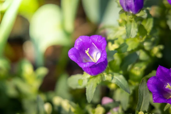 The background image of the colorful flowers — Stock Photo, Image