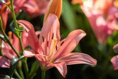 Renkli çiçeklerin arkaplan resmi