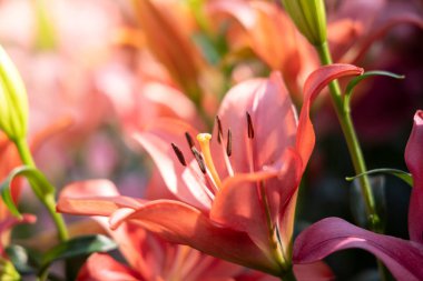 Renkli çiçeklerin arkaplan resmi