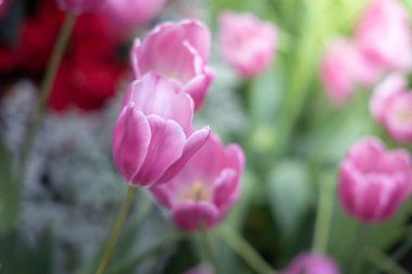 Güzel bir buket lale. Renkli laleler. doğa arkaplanı