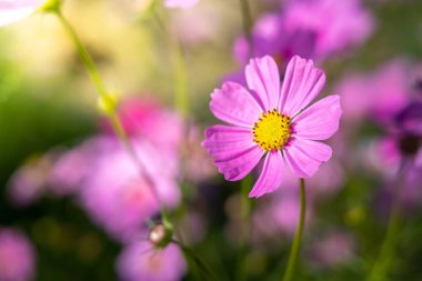  Güzel Cosmos Çiçek bahçesinde. Doğa arka plan.