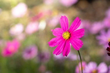  Güzel Cosmos Çiçek bahçesinde. Doğa arka plan.