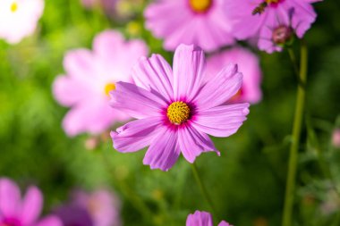  Güzel Cosmos Çiçek bahçesinde. Doğa arka plan.