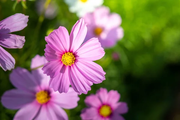 Beautiful Cosmos flowers in garden. Nature background.