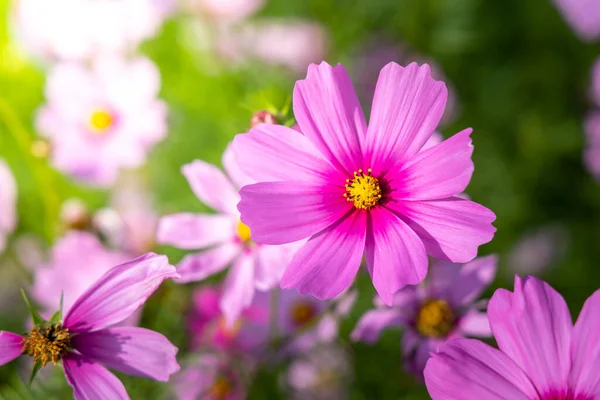 Beautiful Cosmos flowers in garden. Nature background.