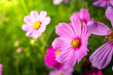  Güzel Cosmos Çiçek bahçesinde. Doğa arka plan.