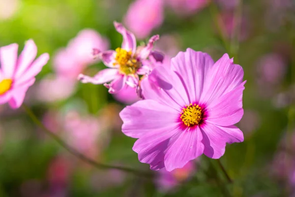 Belles fleurs Cosmos dans le jardin. Contexte naturel . — Photo