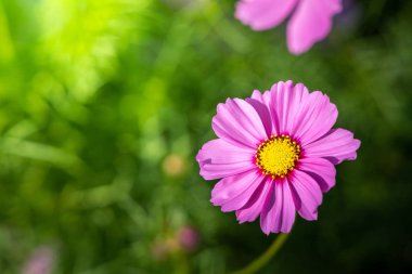  Güzel Cosmos Çiçek bahçesinde. Doğa arka plan.