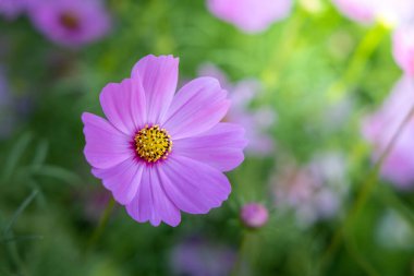  Güzel Cosmos Çiçek bahçesinde. Doğa arka plan.