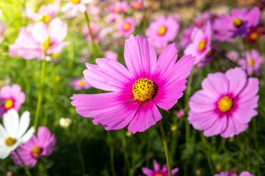  Güzel Cosmos Çiçek bahçesinde. Doğa arka plan.