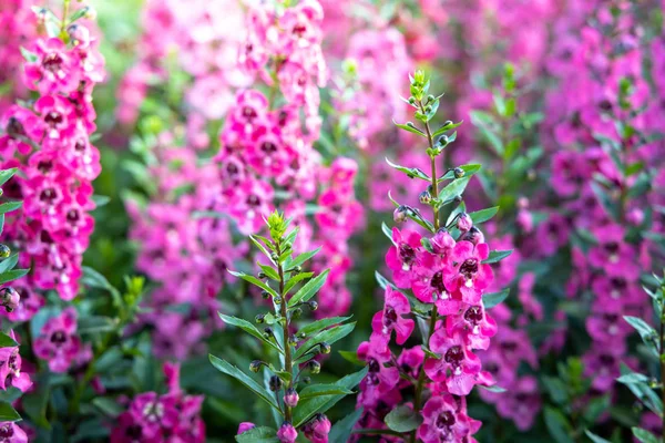 L'image de fond des fleurs colorées — Photo