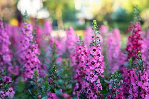 L'image de fond des fleurs colorées — Photo