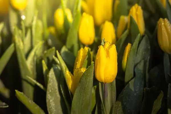 Hermoso ramo de tulipanes. tulipanes coloridos. naturaleza fondo — Foto de Stock