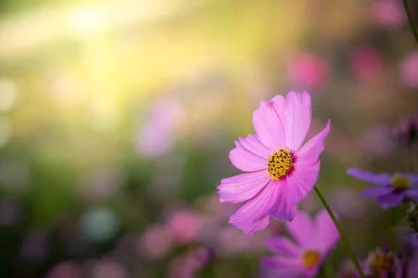 Hermosas flores Cosmos en el jardín. Fondo de naturaleza . — Foto de Stock