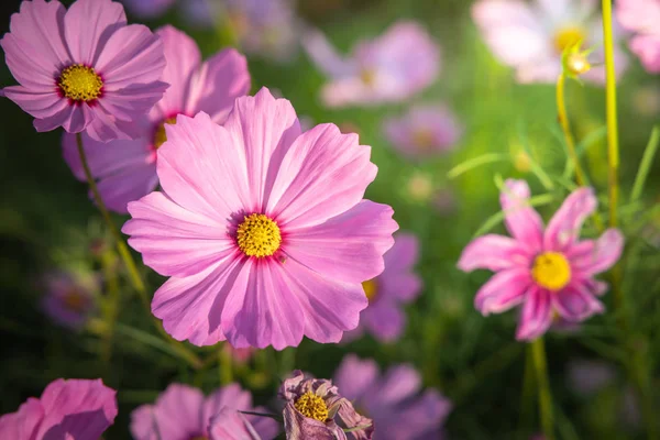 Beautiful Cosmos flowers in garden. Nature background. — Stock Photo, Image